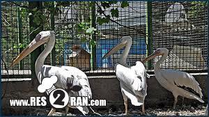 باغ وحش وکیل آباد